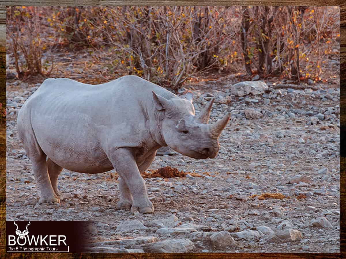 Black Rhino in Camdeboo National Park