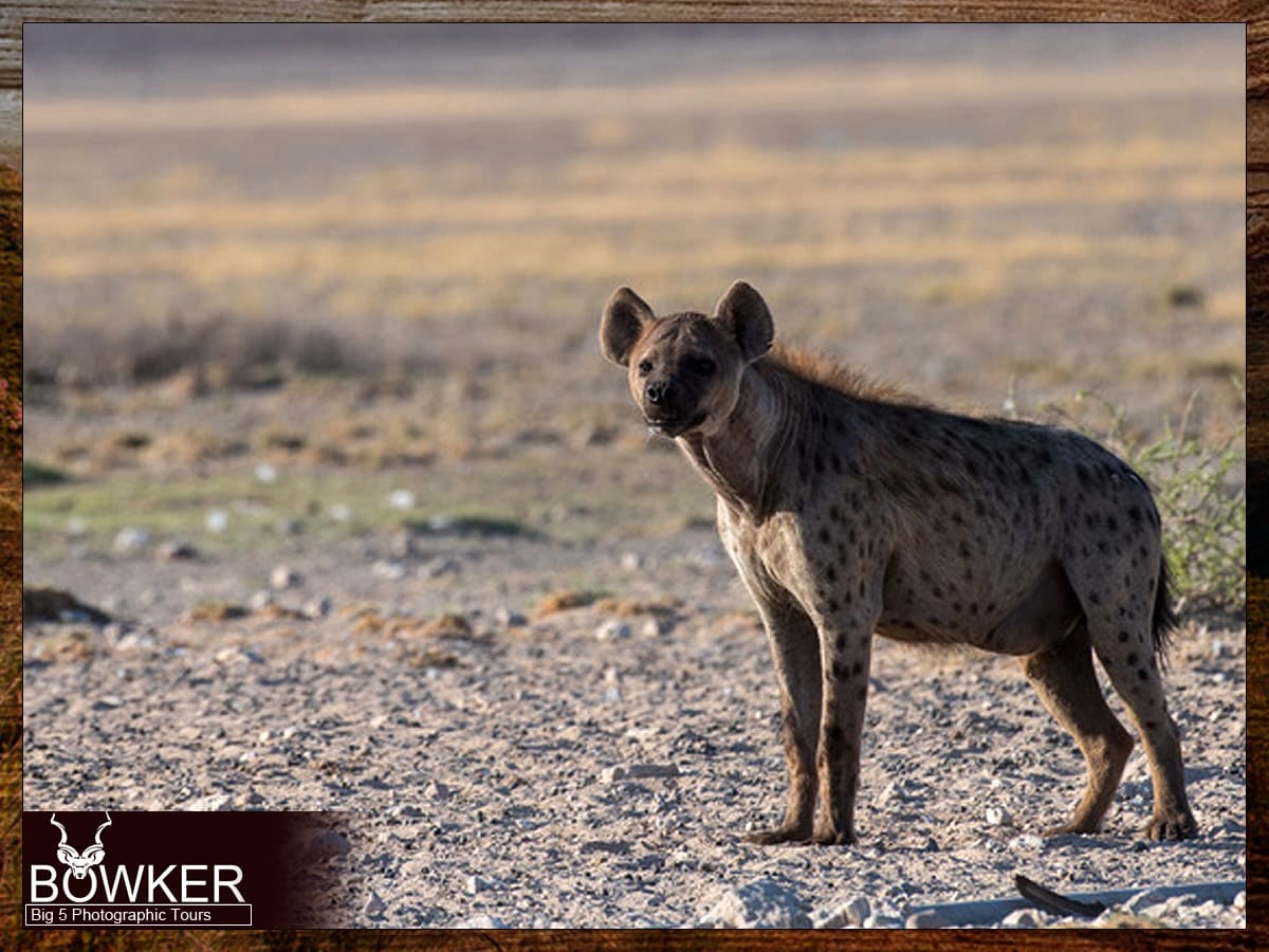 Spotted Hyena - Addo Park
