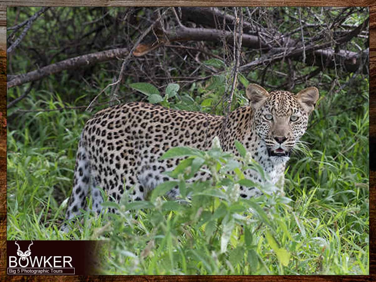 Big five tour of Addo Elephant Park. Leopard sighting.