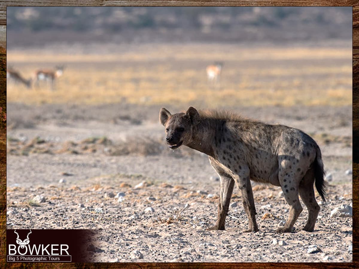 Spotted Hyena - Big five tour