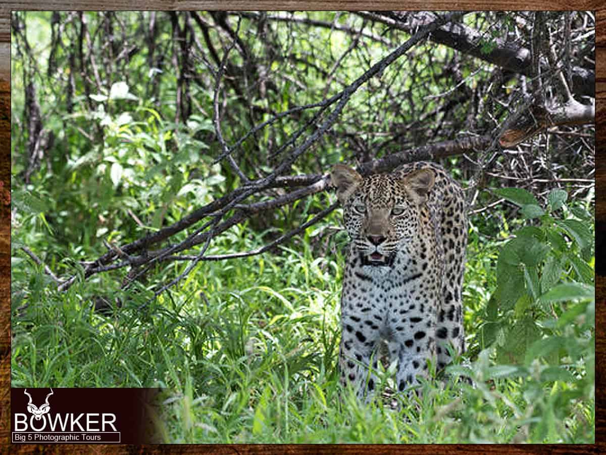 Big five sightings - Leopard.