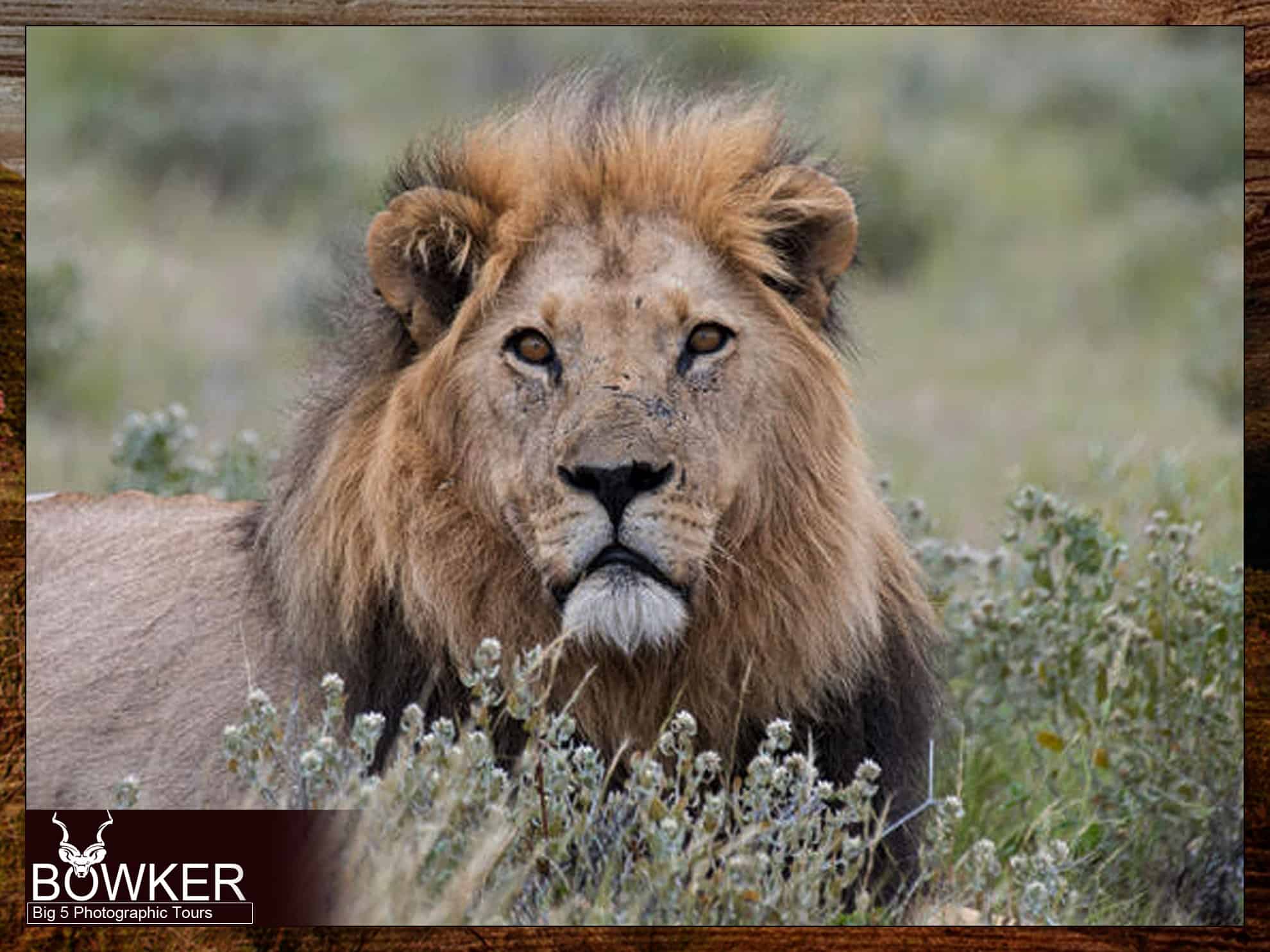 Karoo Park Mammal List. Lion - Big five tour.
