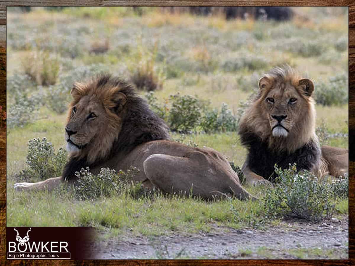 Big five tours - Male lion sighting.