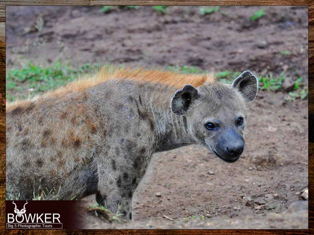 Guided big 5 tours. Spotted Hyena sighting.