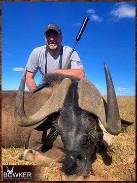 Black Wildebeest hunted safari style.