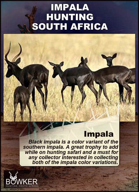 Black Impala is is a color variant of the common impala.