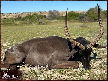 Black Impala trophy hunting in South Africa.