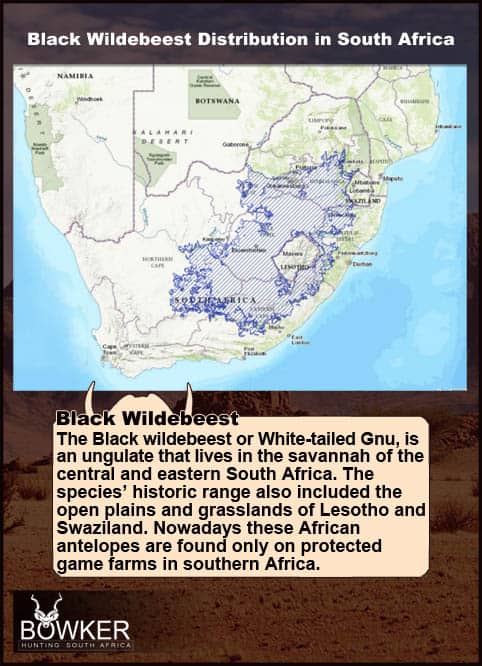 Black Wildebeest distribution across South Africa.
