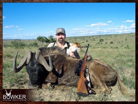 Black Wildebeest hunting in South Africa