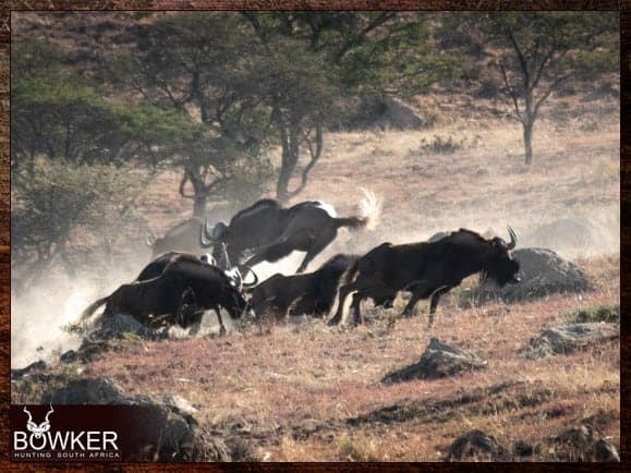 Your black wildebeest trophy should have an average shoulder height of around 45 inches.