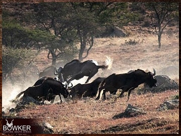 Black Wildebeest hunting in Africa.