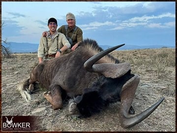 Black Wildebeest rifle hunted in Africa.