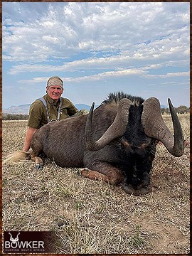 Black Wildebeest rifle hunted in Africa.