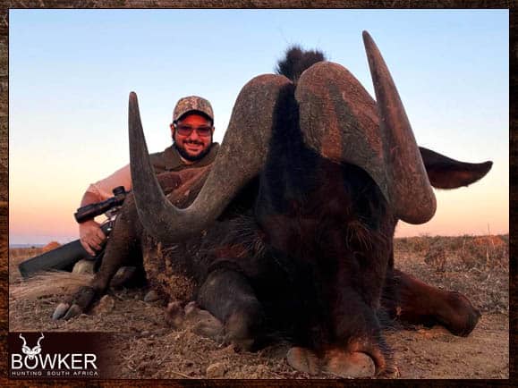 Black Wildebeest - Big Game Africa hunt package