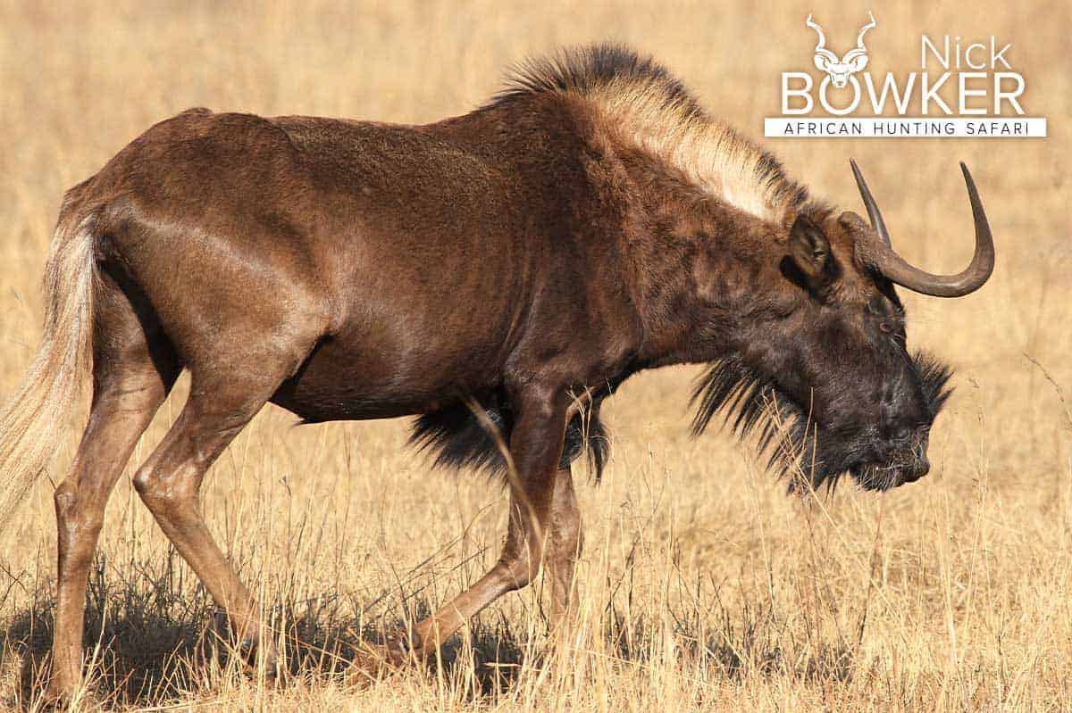 Female walking in the grasslands.