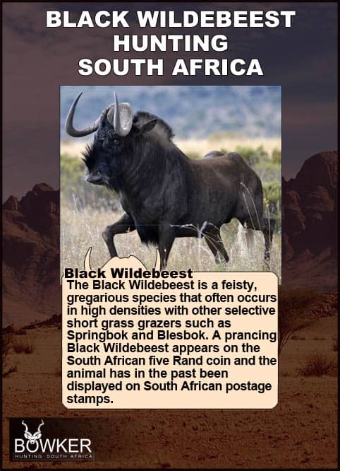 Black Wildebeest in the grass lands. Black Wildebeest can run 40km per hour.