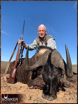 Black Wildebeest hunted 2023.