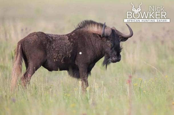 Shot placement should be on the bottom third of the shoulder for black wildebeest hunting.