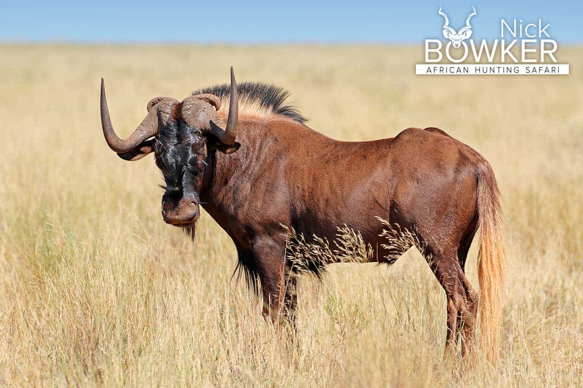 Black wildebeest male in the African grasslands. 