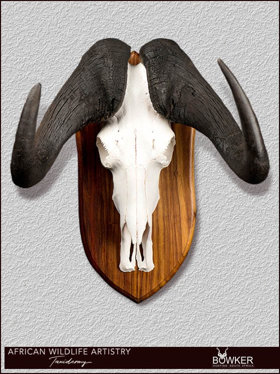Black Wildebeest skull mount. South African taxidermist price list.