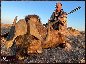 Black Wildebeest trophy hunted in South Africa.