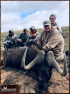 Black Wildebeest trophy hunted in South Africa.