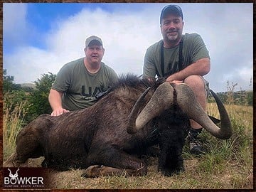 Black wildebeest trophy hunted in South Africa.