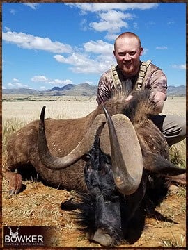 Black wildebeest trophy hunted in South Africa.