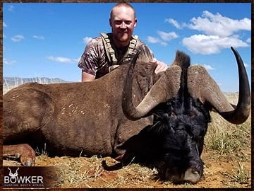 Black Wildebeest trophy hunted in the Eastern Cape South Africa.