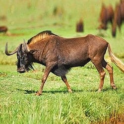Black Wildebeest on the open plains in South Africa. African plains animals