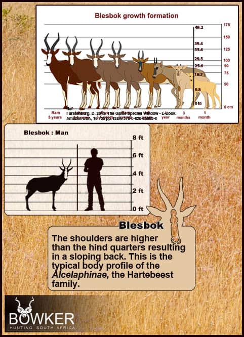 Blesbok growth period to adulthood.