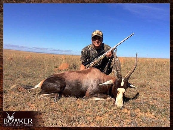 As available water is essential to this species, hunting blesbok near the approaches to water holes can prove productive. Available water is essential to this species.