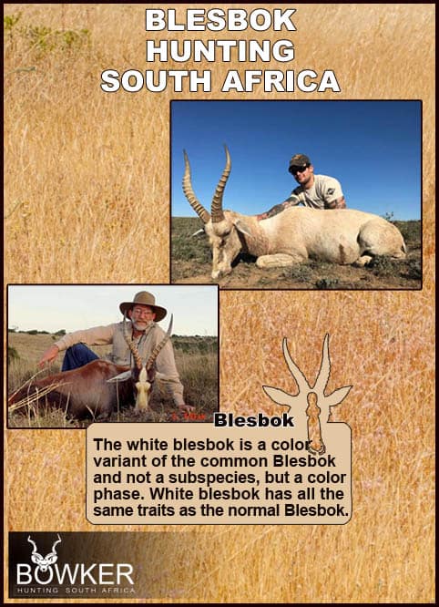 Both the common and the white blesbok make for exellent trophies.