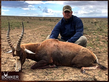 Blesbok hunting in Africa.