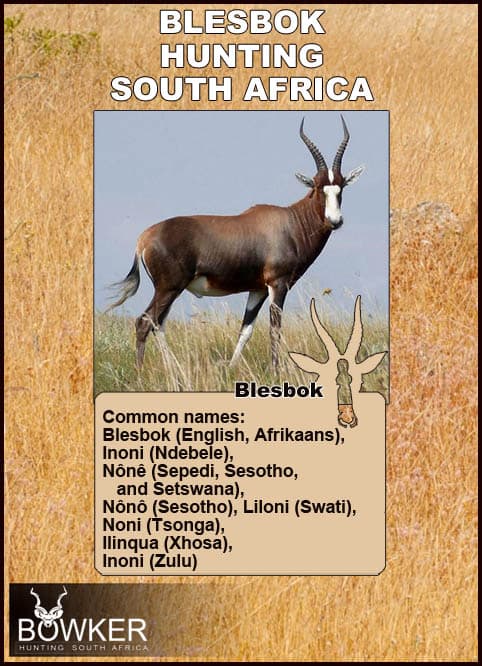 Local African names for blesbok.