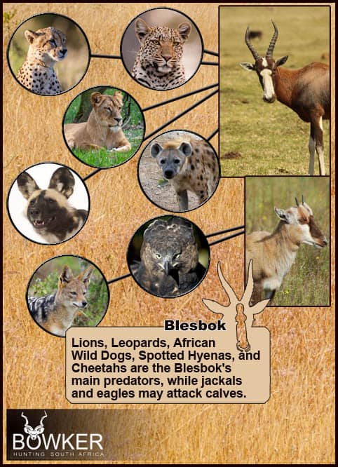 Blesbok predators include the jackal.
