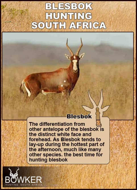 Shot placement for blesbok hunting.