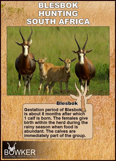 Blesbok gestation is about 8 months.