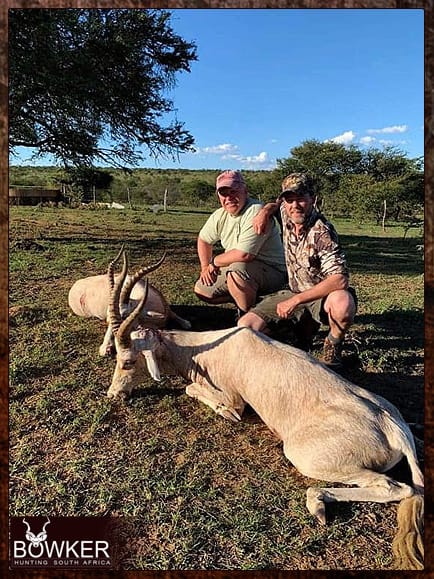 Blesbok shot on our African hunting trip.