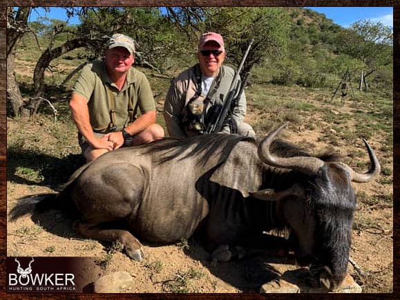 Blue Wildebeest trophy taken on our hunting trip in africa.