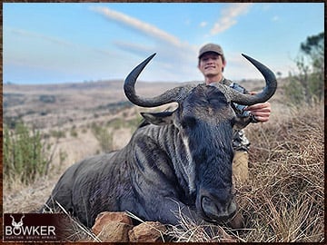 Blue Wildebeest trophy hunting with Nick Bowker in the Eastern Cape South Africa. 
