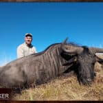 Blue Wildebeest hunt with Nick Bowker.