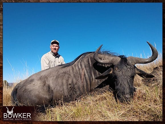Blue Wildebeest hunt with Nick Bowker.