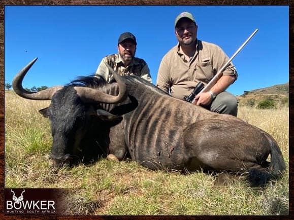 Blue wildebeest African trip with a first time hunter. 