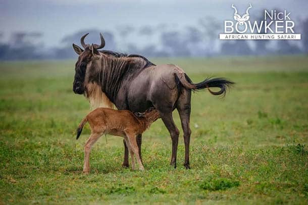 Blue Wildebeest female with calf standing on the plains. Females have thinner horns than males.