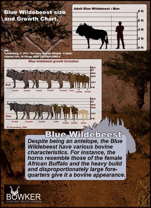 Blue wildebeest local names in South Africa.