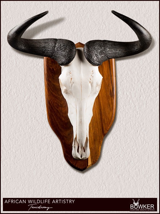 Blue Wildebeest skull mount. South African Taxidermy prices.