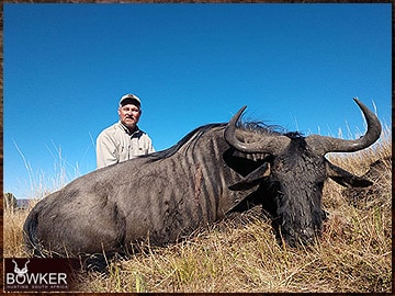 Blue Wildebeest rifle hunted in Africa.