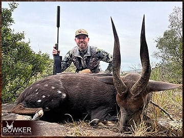 Bushbuck rifle hunted in Africa.