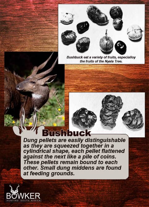 Bushbuck dung pellets are easily distinguishable.
